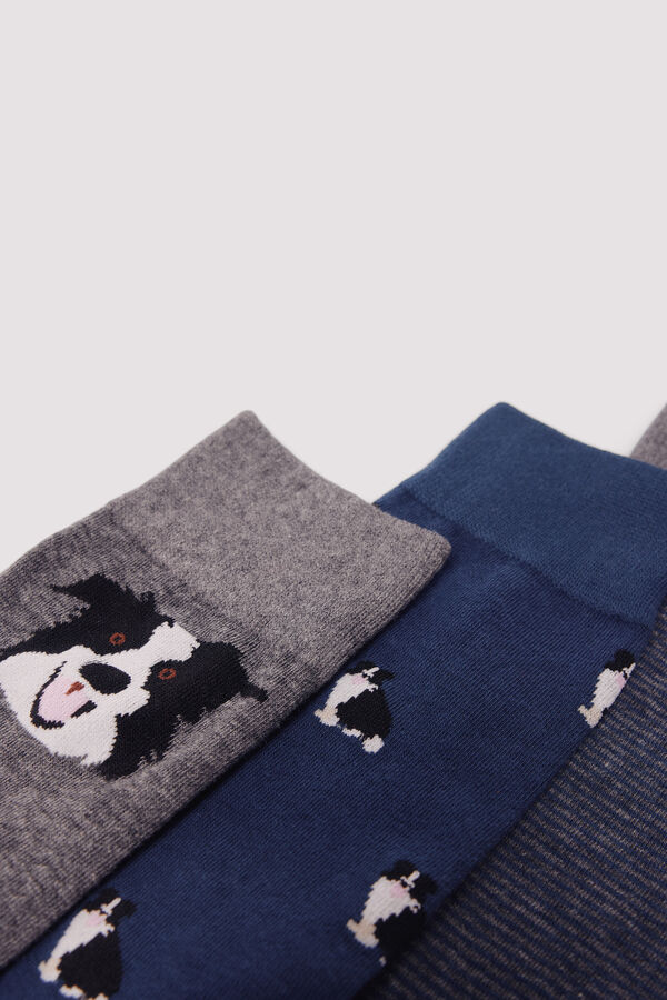 Springfield 3-pack cotton dog print socks blue
