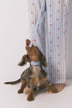 Women'secret Plava ogrlica za psa sa priveskom tre&scaron;nje