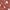 Braon