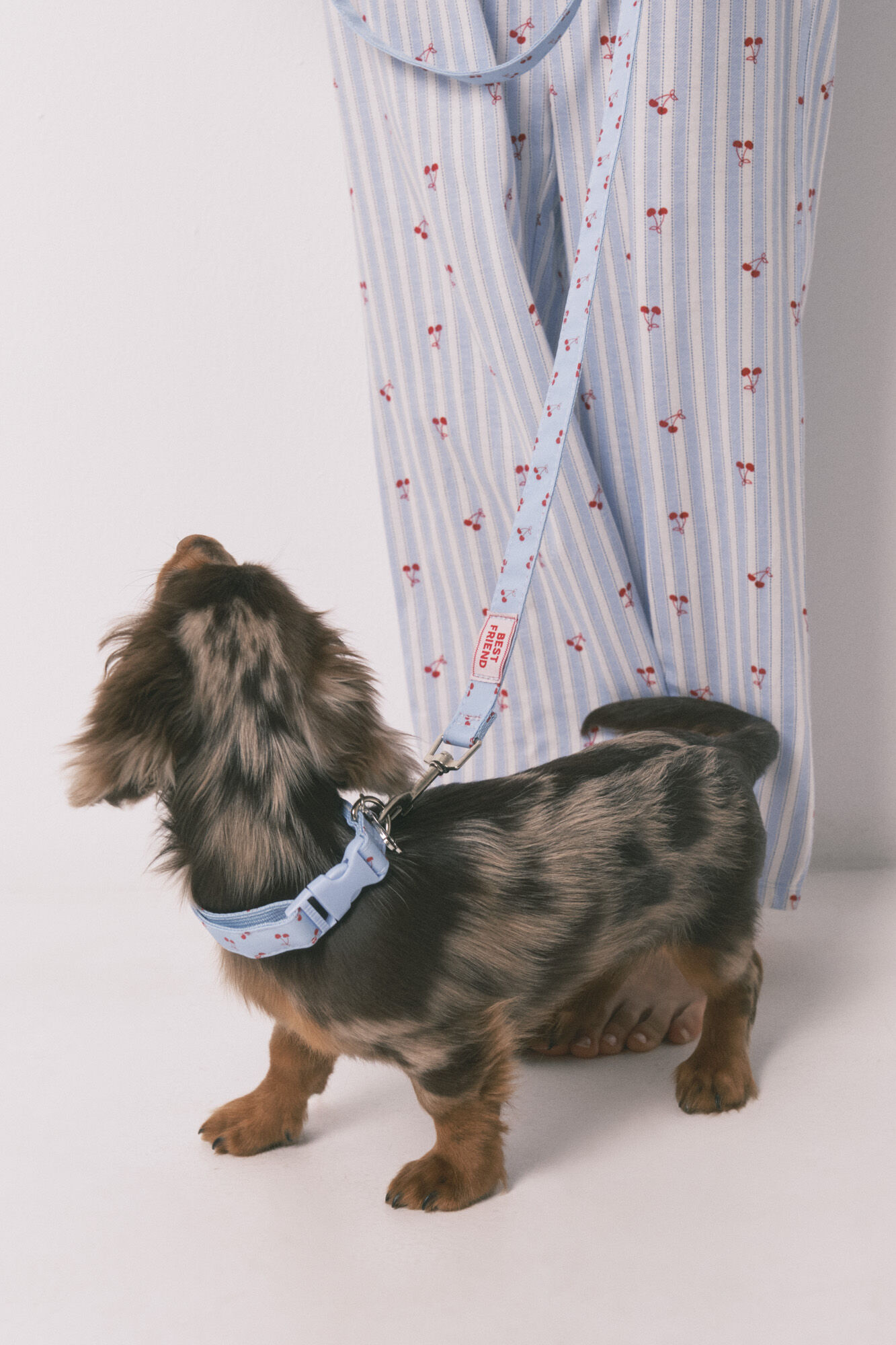 Women'secret Plava ogrlica za psa sa priveskom tre&scaron;nje