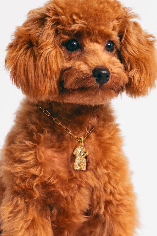 pudel halsband Halsband 'Berlin' für Hunde aus Leder & Tau main image 1